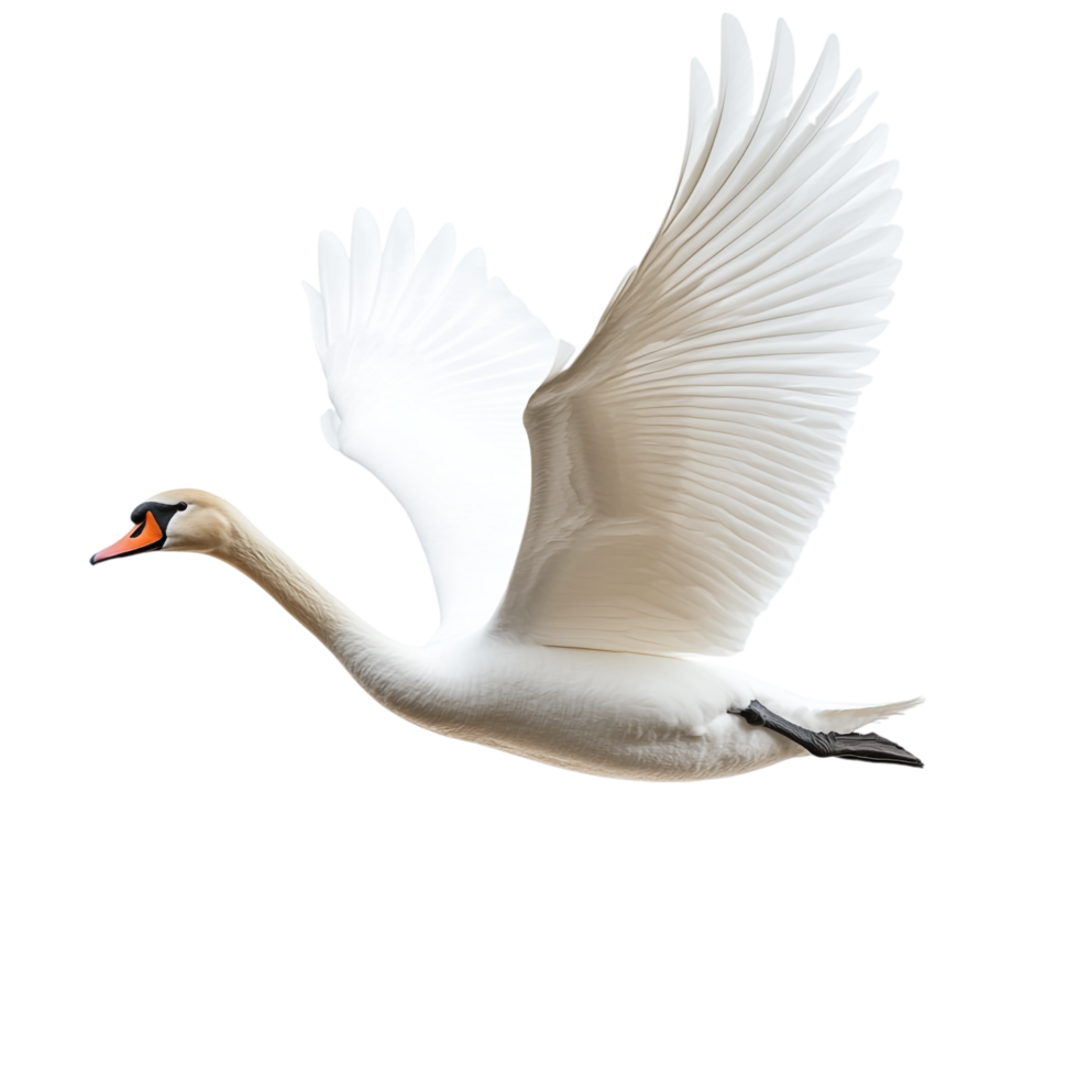 A swan attempting to fly against a transparent background png