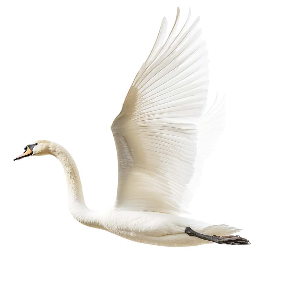 A swan attempting to fly against a transparent background png