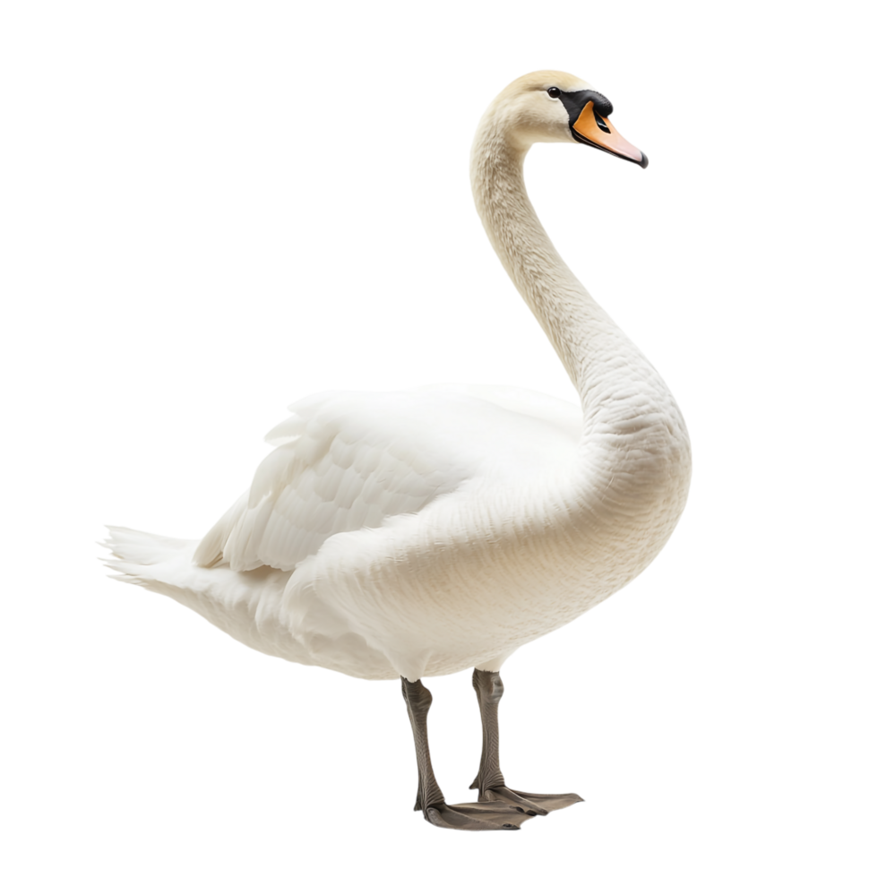 A swan against a transparent background png