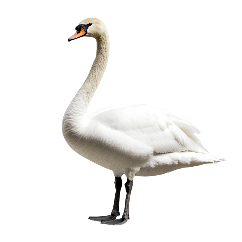 A swan against a transparent background png