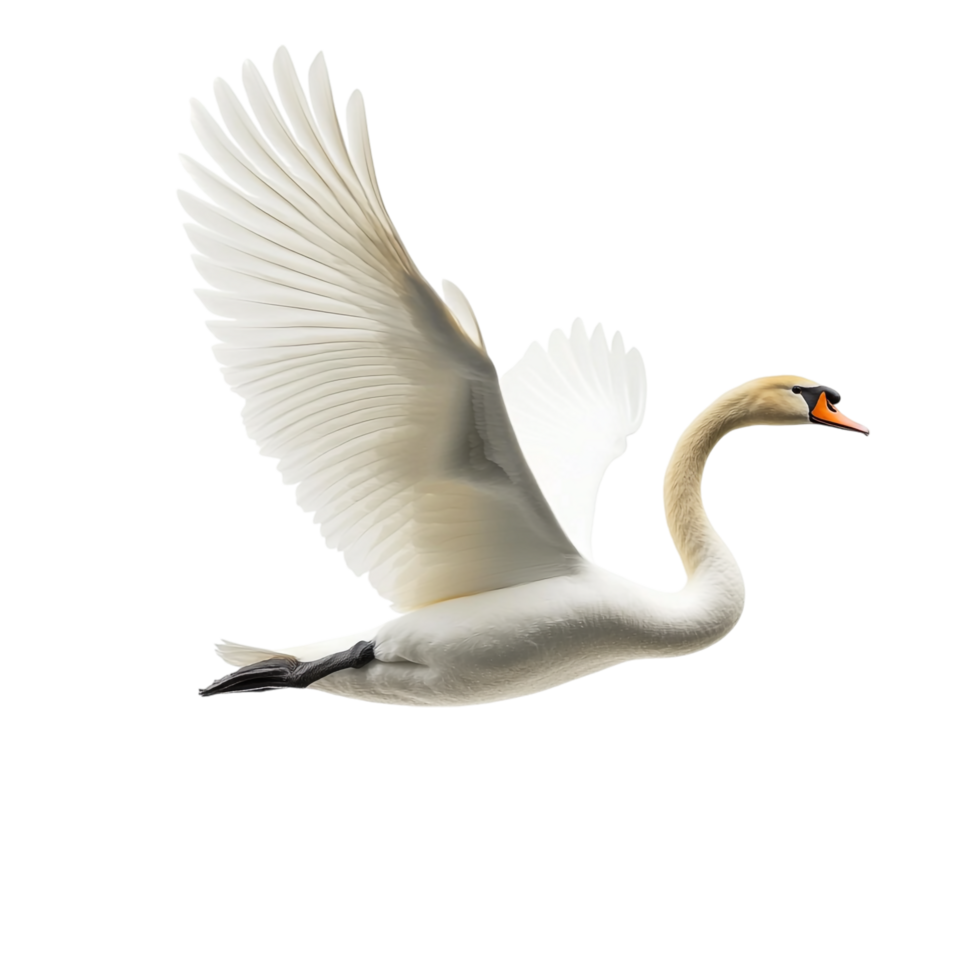 A swan attempting to fly against a transparent background png