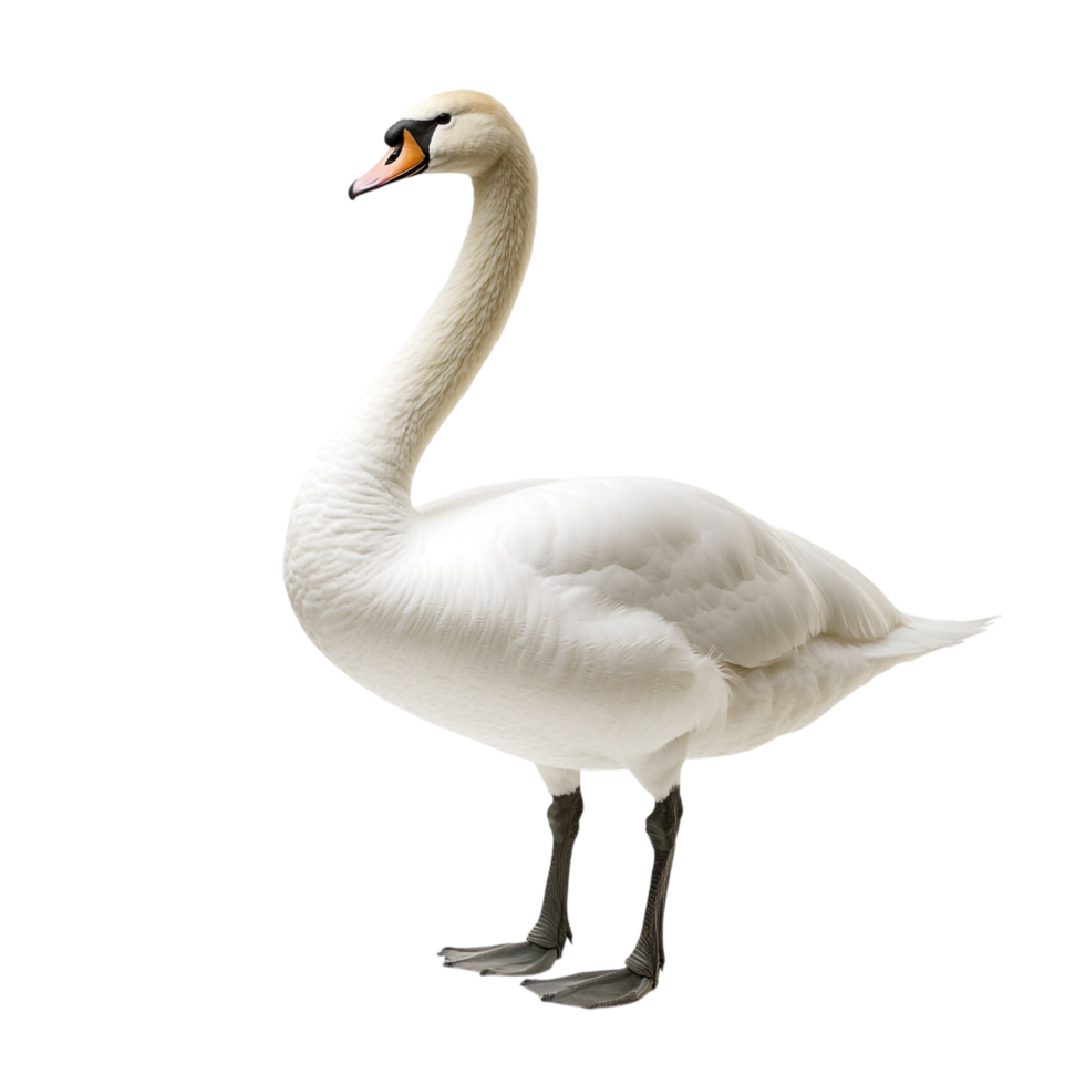 A swan against a transparent background png
