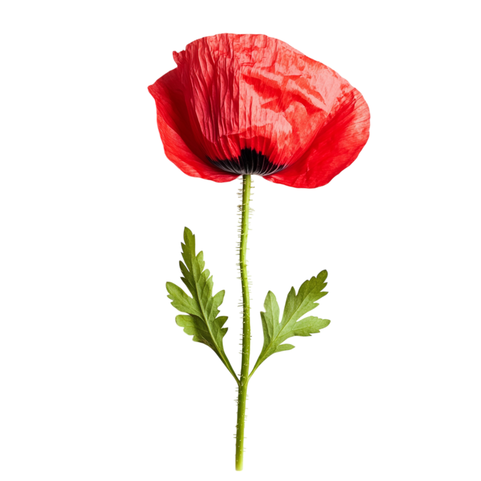 poppy flower on a transparent background png