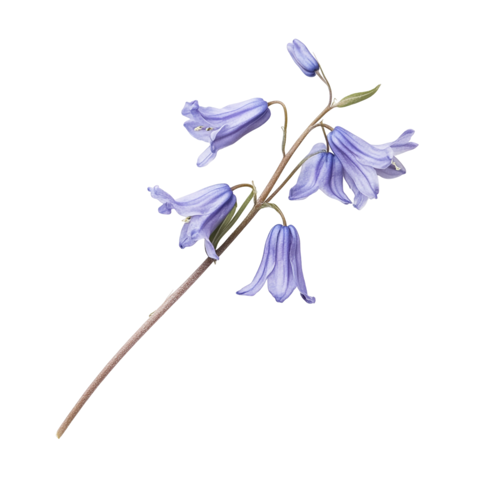 Bluebell isolated against a transparent background png