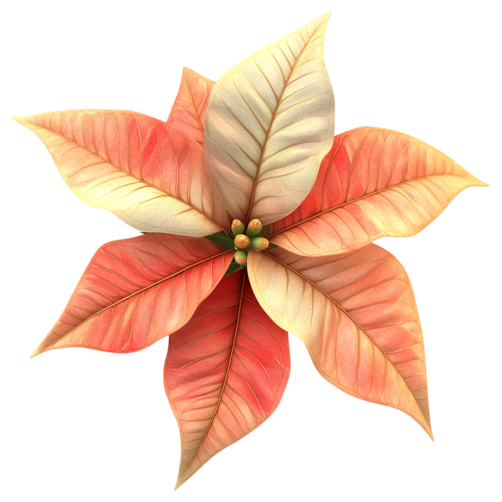 poinsettia flower on a transparent background png