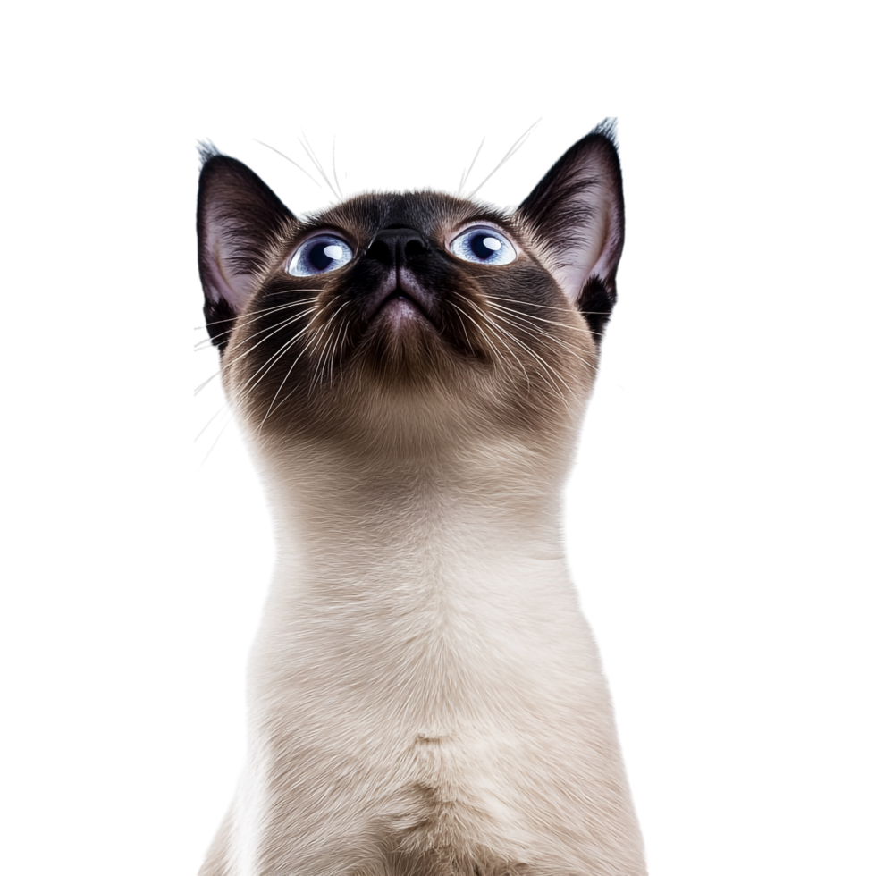 Curious Siamese Cat on transparent background png