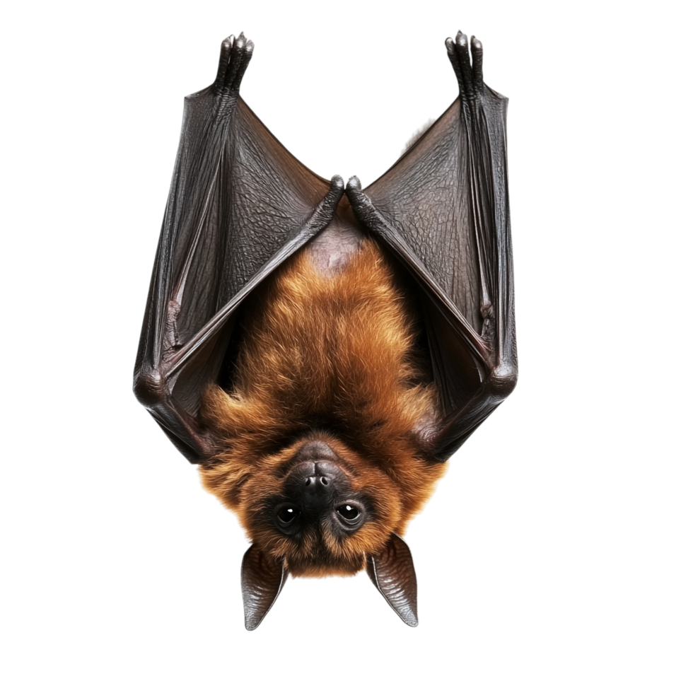 Bat Hanging Upside Down on transparent background png