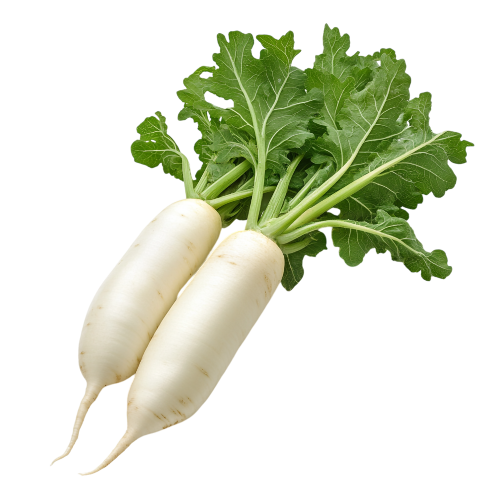 Fresh Daikon Radish on transparent background png