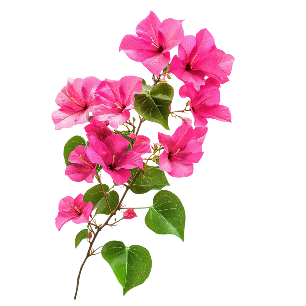 Bougainvillea isolated on transparent background png