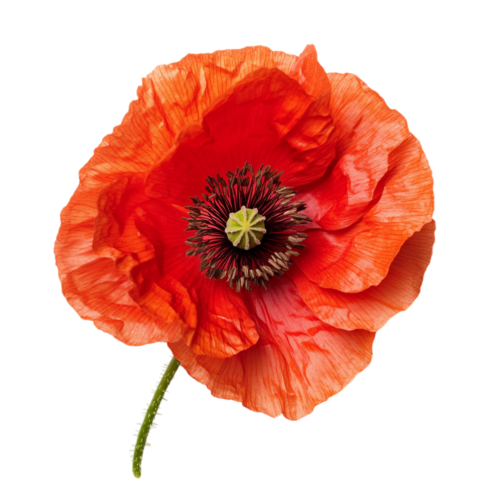 poppy flower on a transparent background png