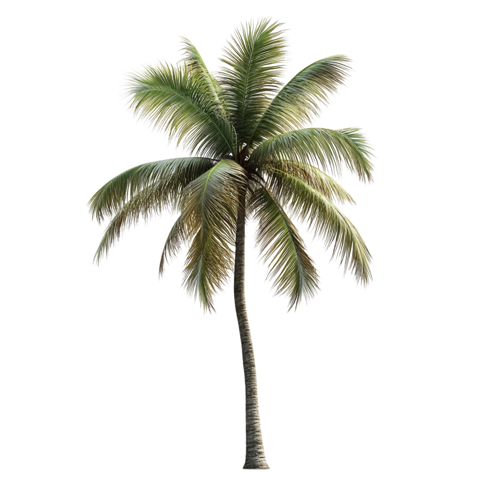 Coconut palm isolated on transparent background png