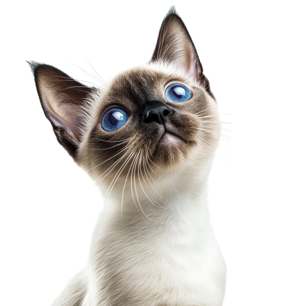 Curious Siamese Cat on transparent background png