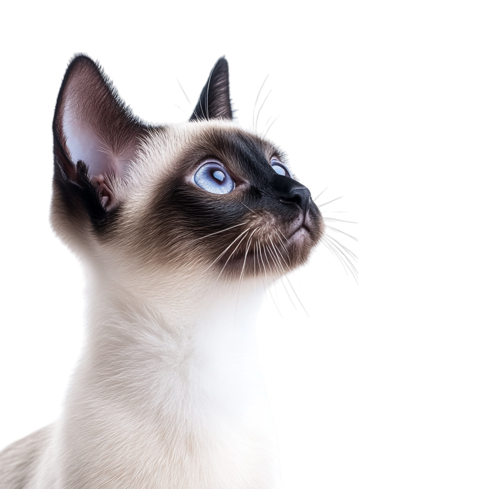 Curious Siamese Cat on transparent background png