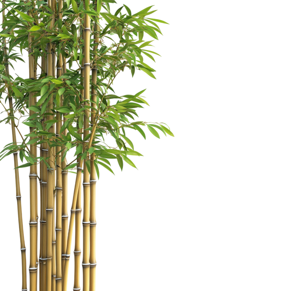 Bamboo on transparent background High Detail png