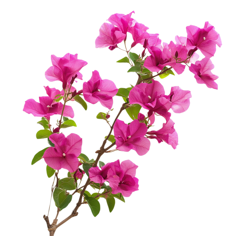 Bougainvillea isolated on transparent background png