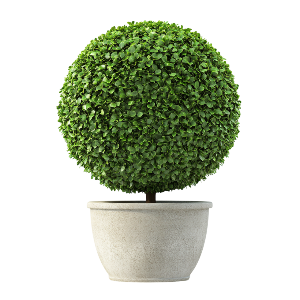 image of a spherical topiary in a pot on a transparent background png