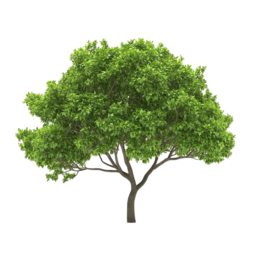 Green Tree on transparent background png