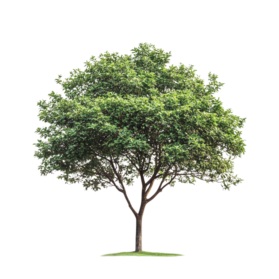 Green Tree on transparent background png