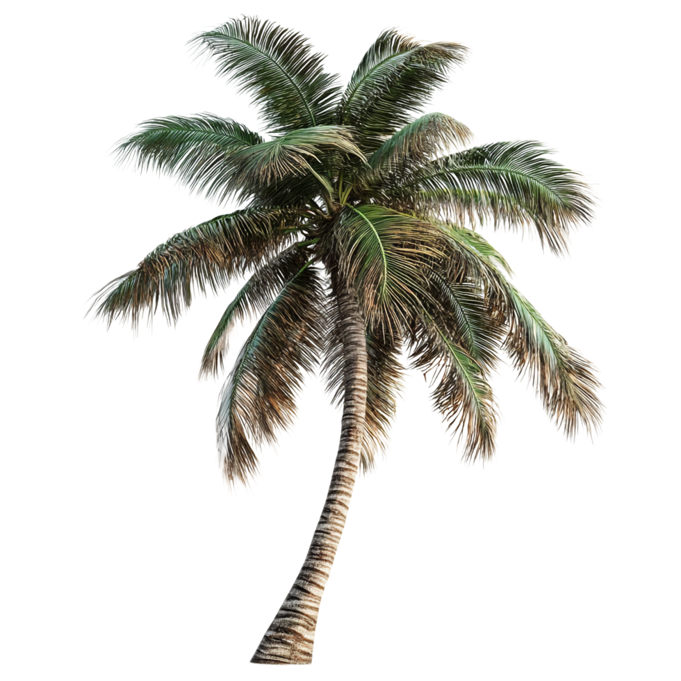 Coconut palm isolated on transparent background png