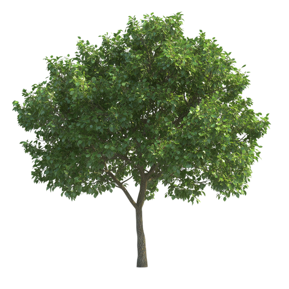 Green Tree on transparent background png