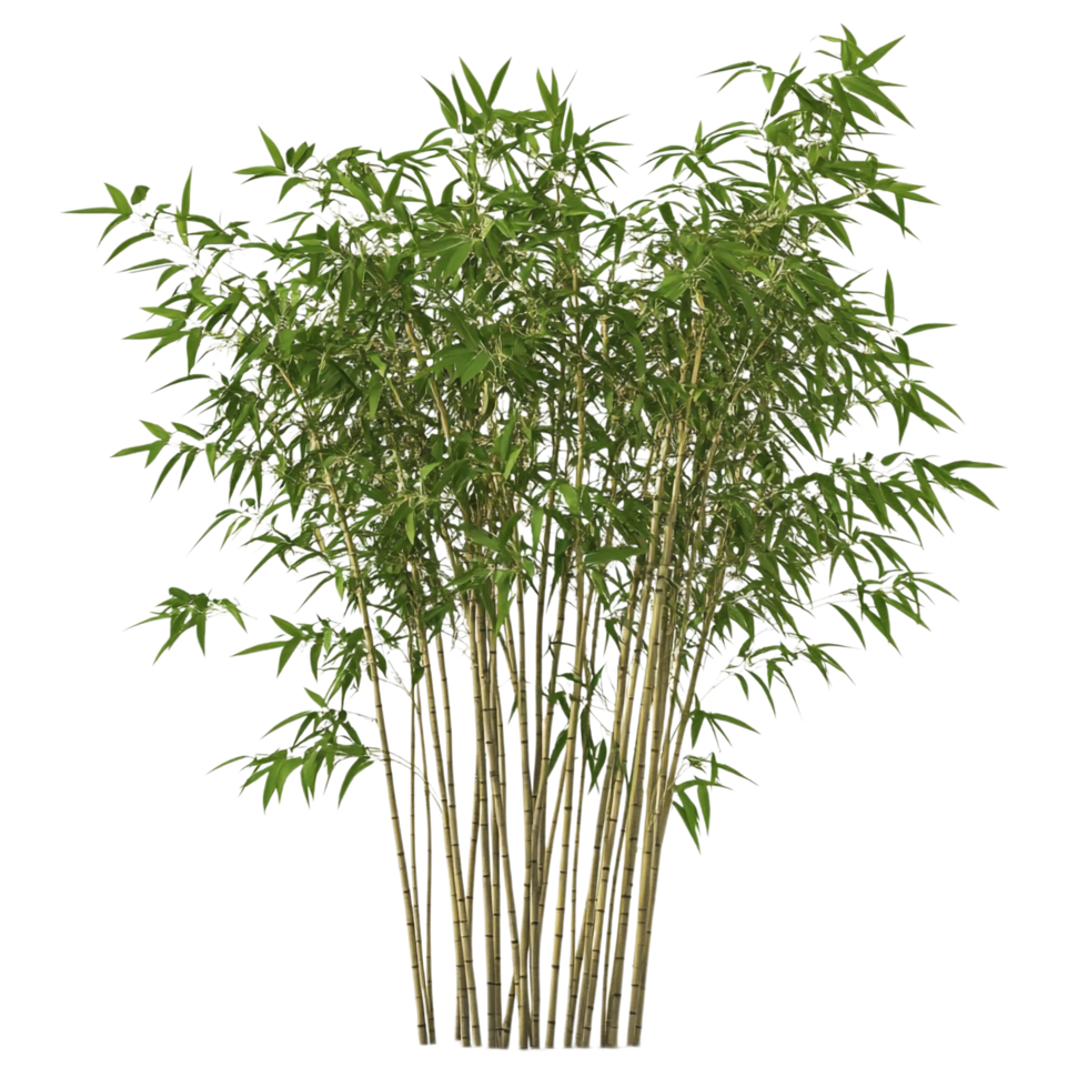 Bamboo on transparent background High Detail png