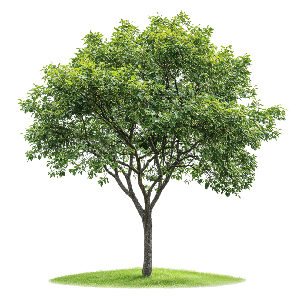 Green Tree on transparent background png