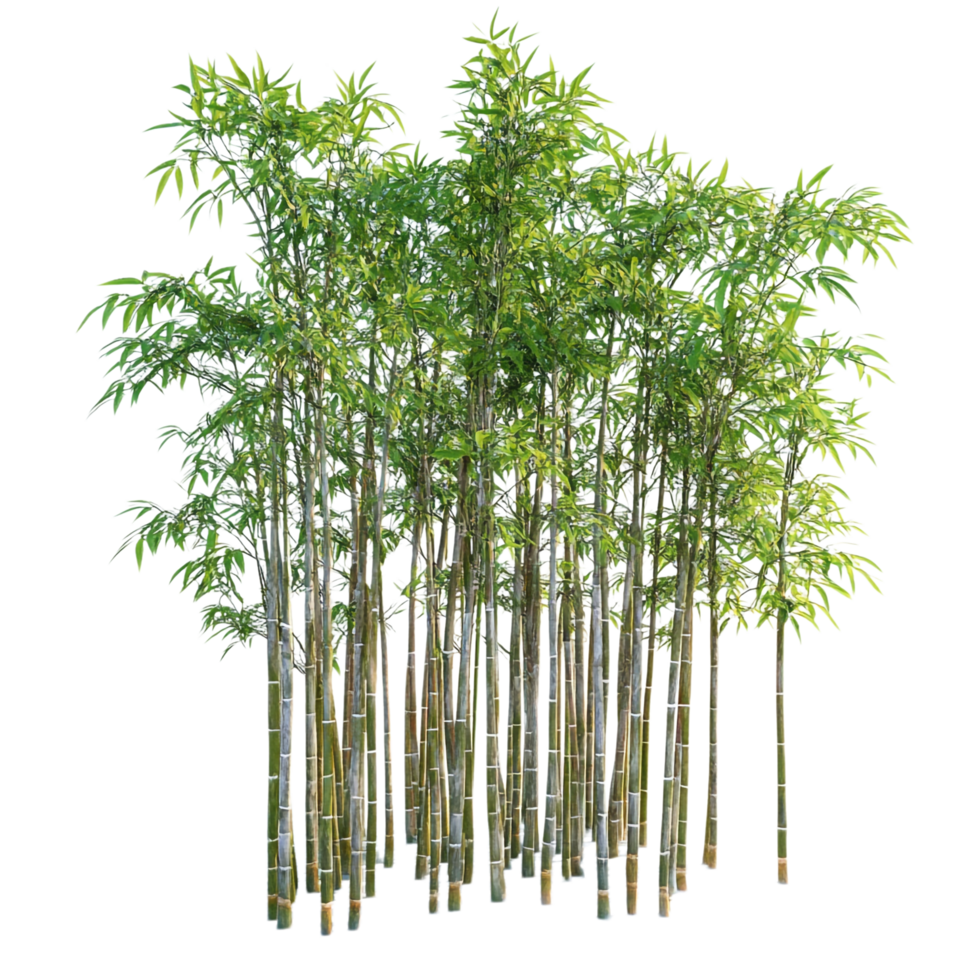 Bamboo on transparent background High Detail png
