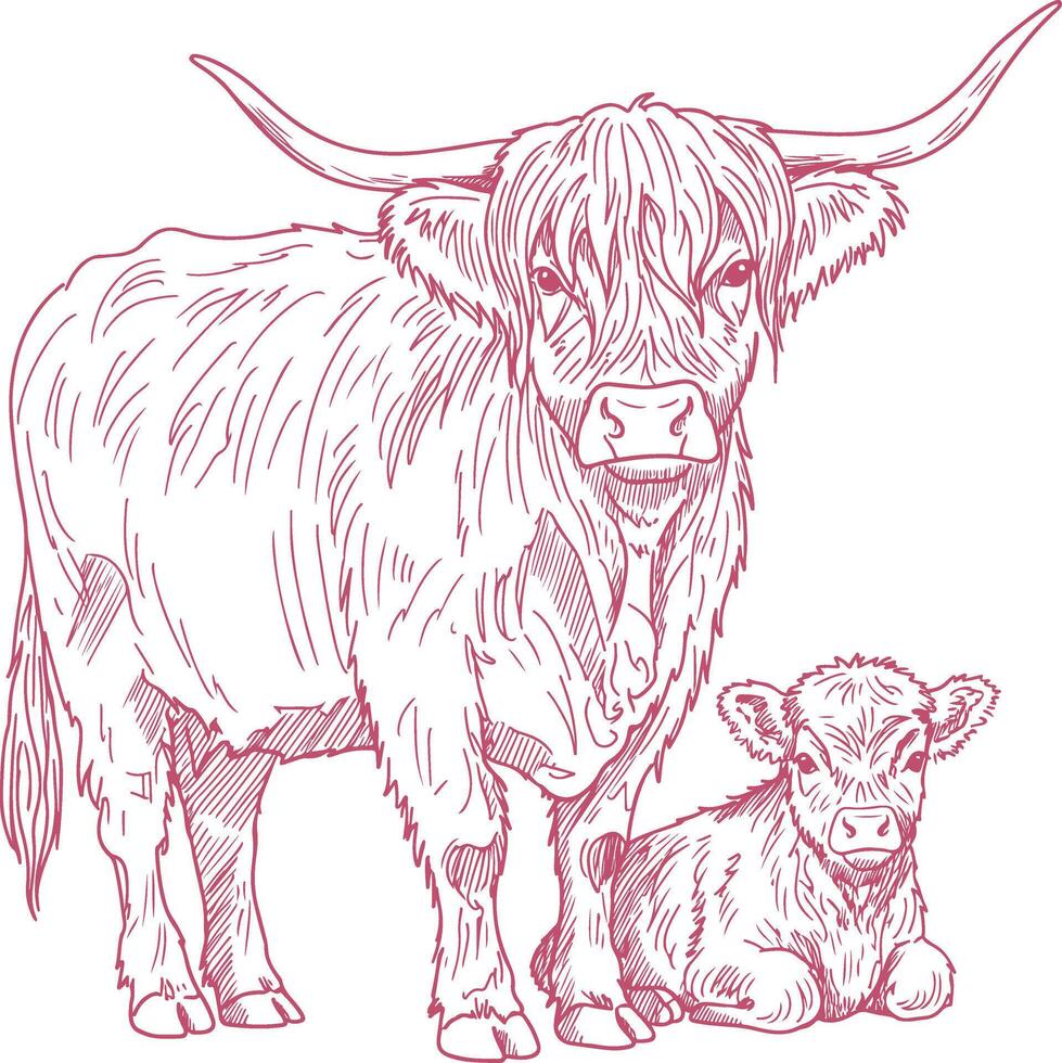 Sitting Highland calf hand drawn illustration in rustic sketch style, vintage baby farm animal design element vector