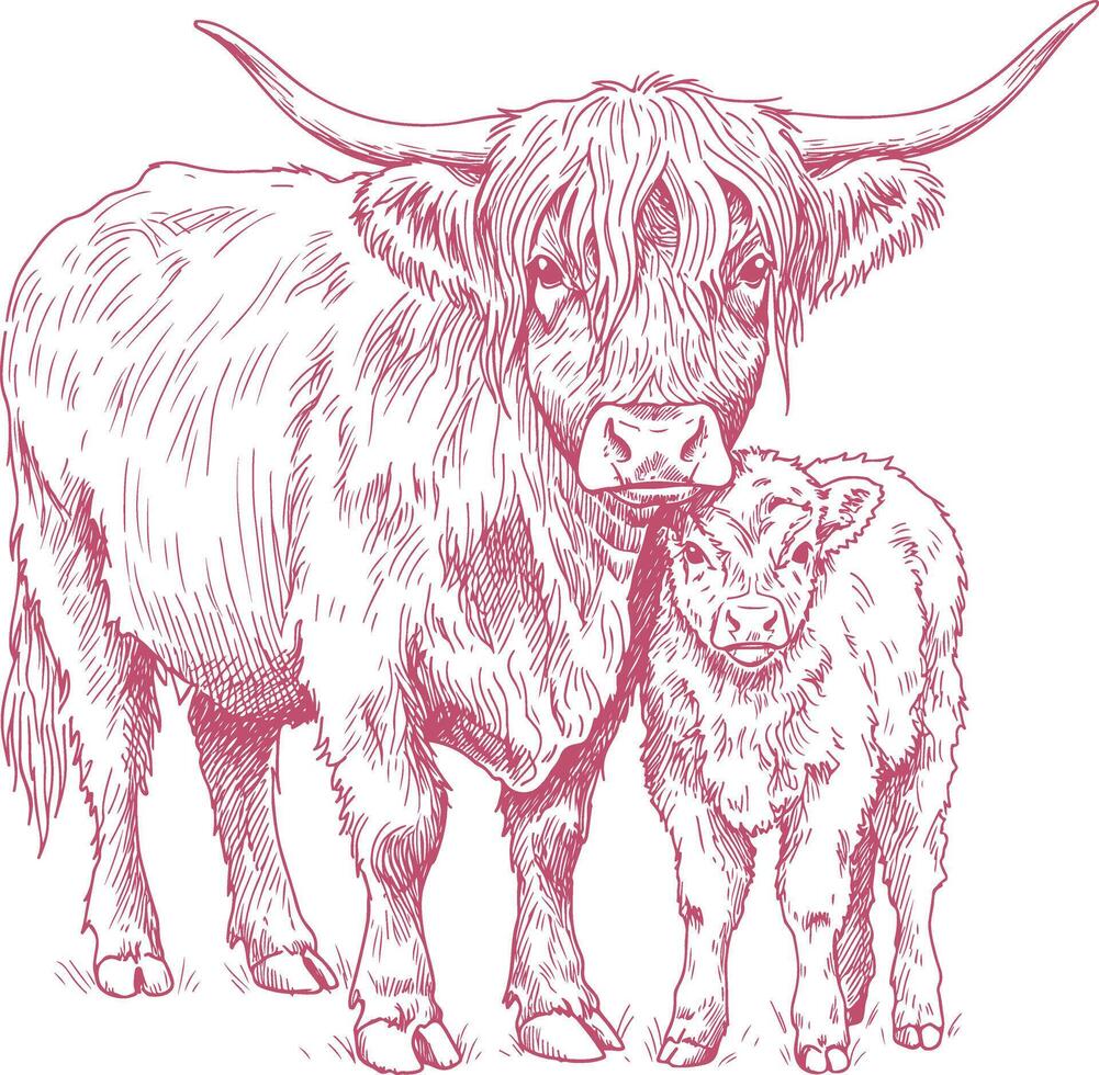 Highland cow with calf standing side by side, hand drawn sketch in vintage farm style for heritage designs vector