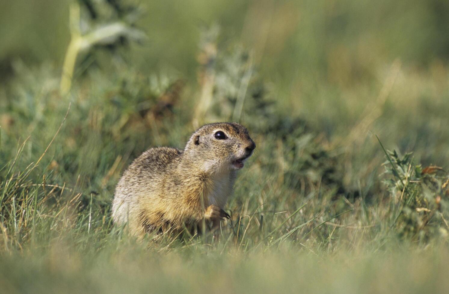 European Ground Squirrel, European Suslik, European Souslik , Citellus citellus, photo