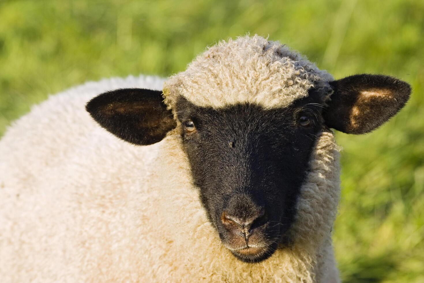 a close up of a sheep with black and white fur photo