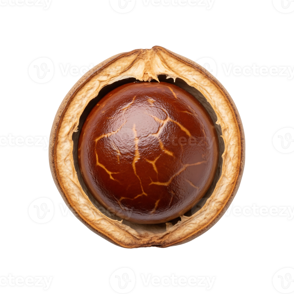 Brown Macadamia Nut Shell Seed isolated on a transparent background png