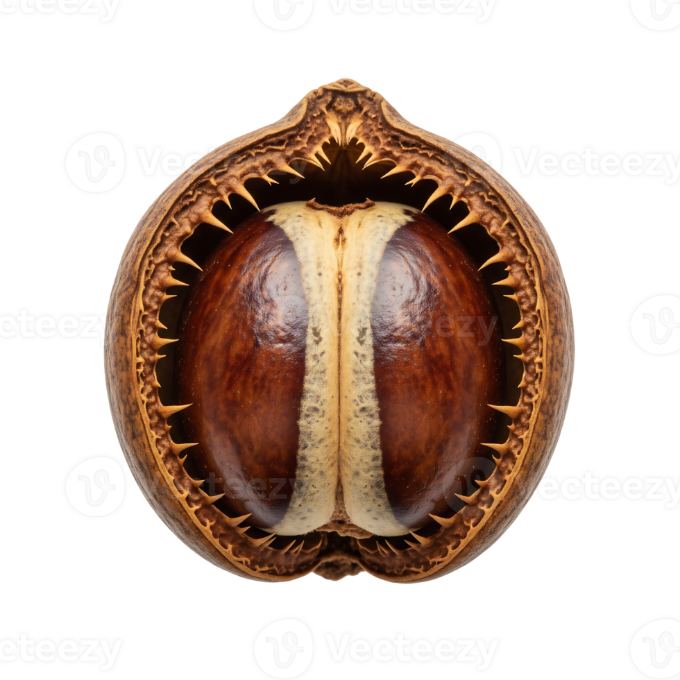 Brown Seed Pod Spiky Edges isolated on a transparent background png