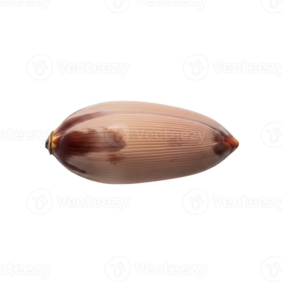 Pink and Brown Seashell Isolated on a transparent background png