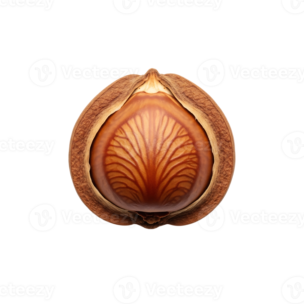 Opened Hazelnut Seed Brown Shell isolated on a transparent background png