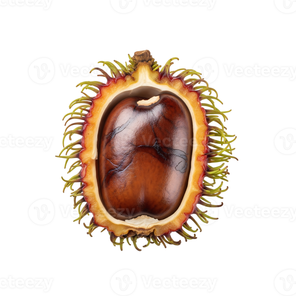 Rambutan Seed Brown Red Fruit isolated on a transparent background png