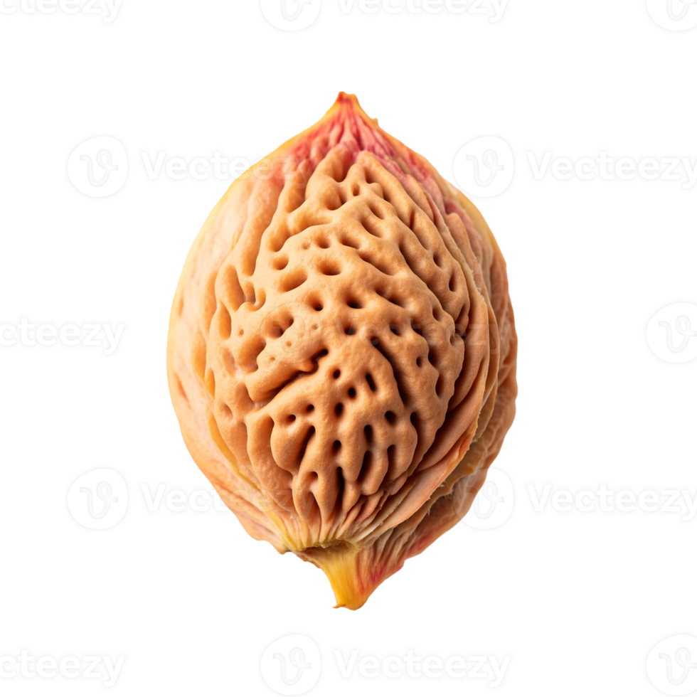 Peach Pit Isolated Light Brown isolated on a transparent background png