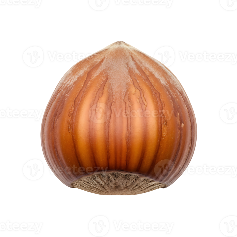 Single Hazelnut Brown Nut isolated on a transparent background png