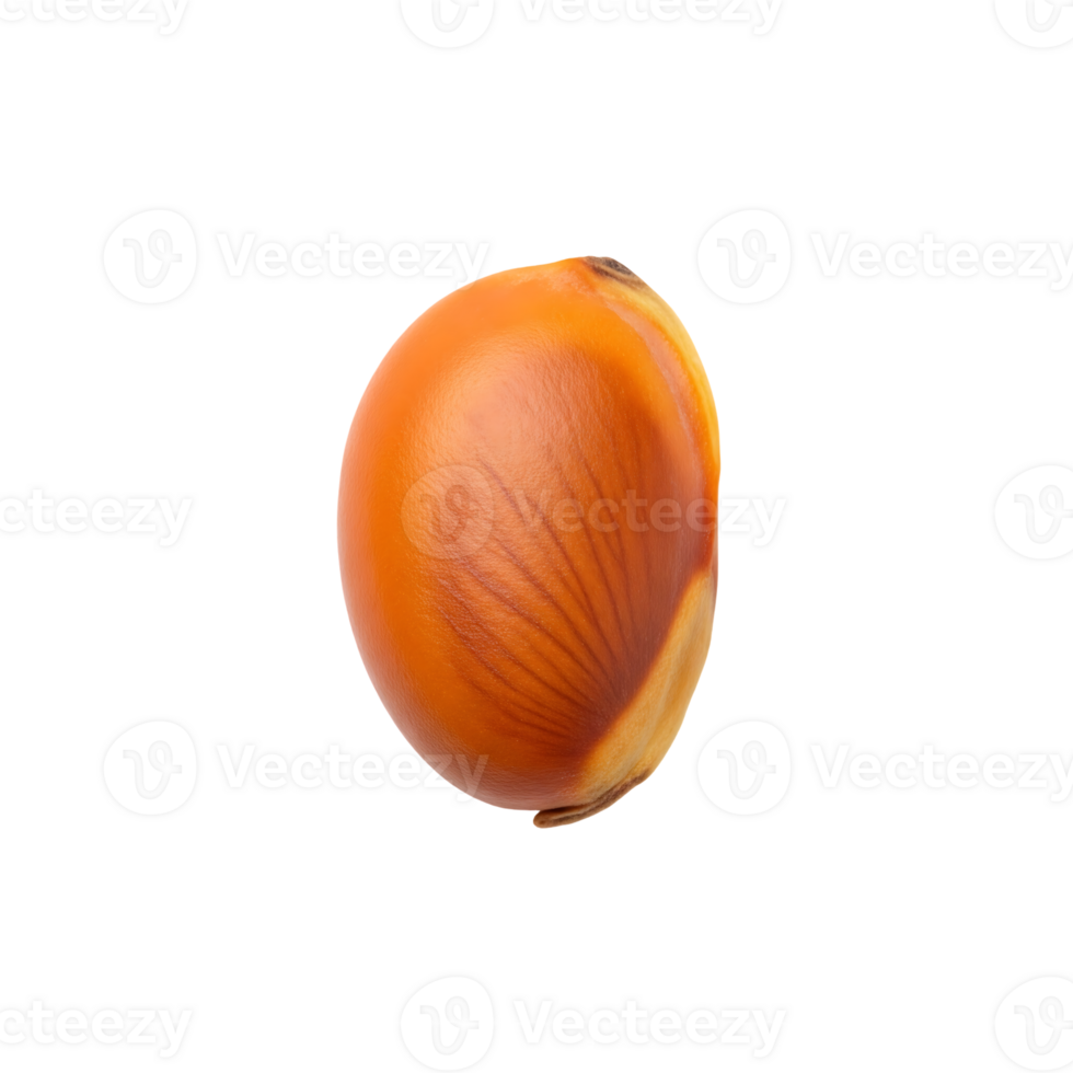 Single Orange Seed Close Up isolated on a transparent background png