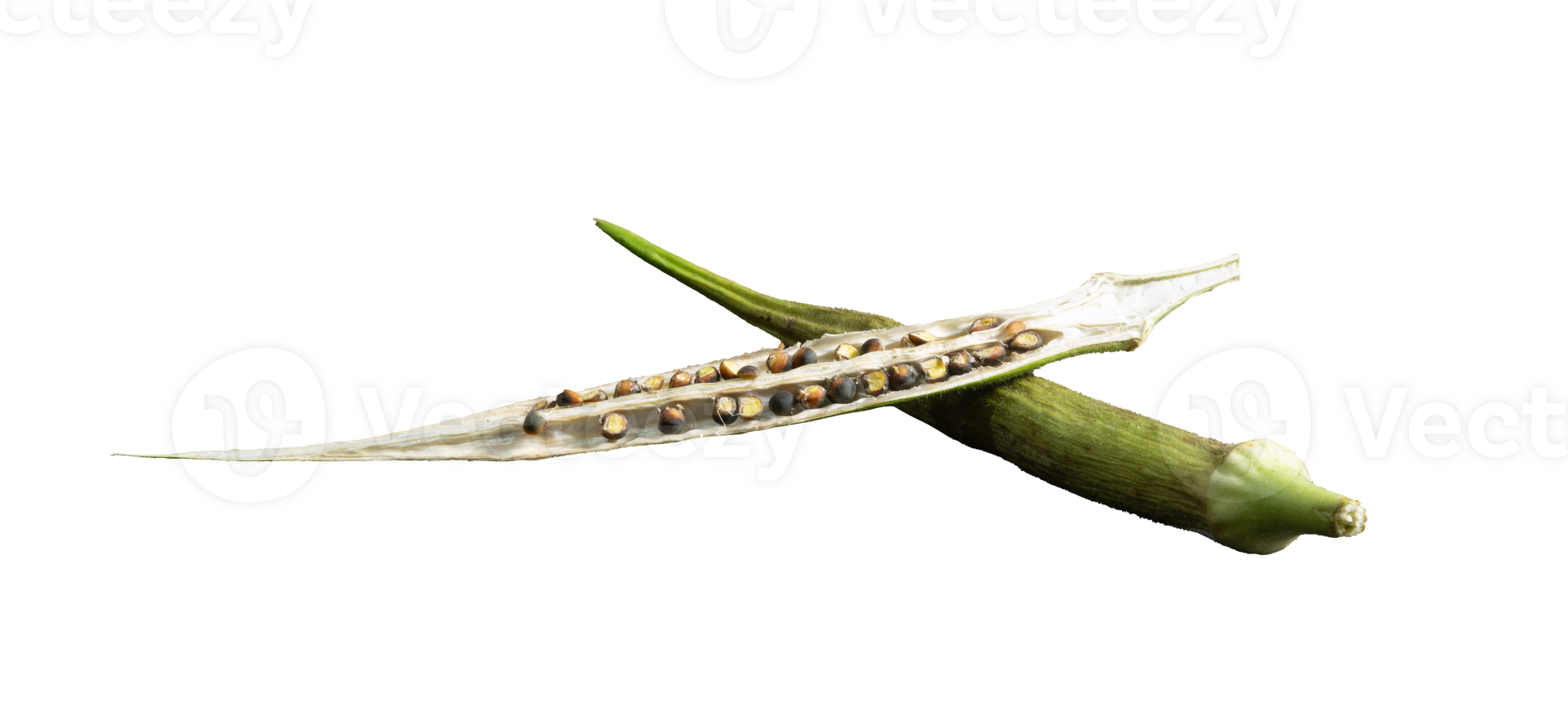 whole okra with seeds isolated png