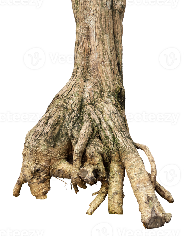 roots of a tree isolated png