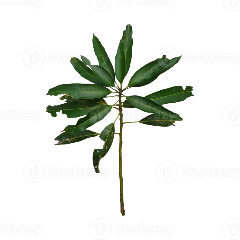 Two fresh green mango tree leaves or Mangifera indica with visible veins and minor damage, isolated on transparent background. Ideal for botanical or agricultural content. png