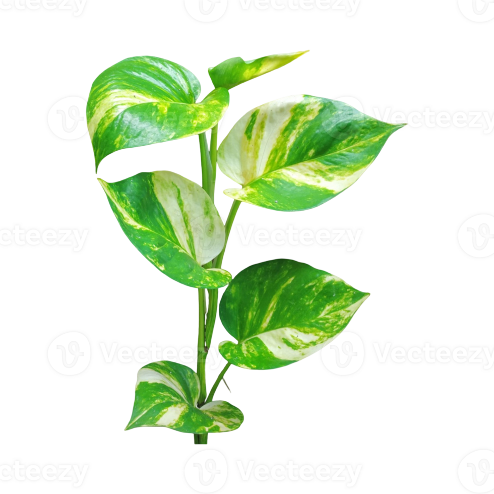 Transparent of golden pothos plant or Epipremnum aureum with vibrant green and yellow variegated leaves. Perfect for design, decoration, or botanical projects. png