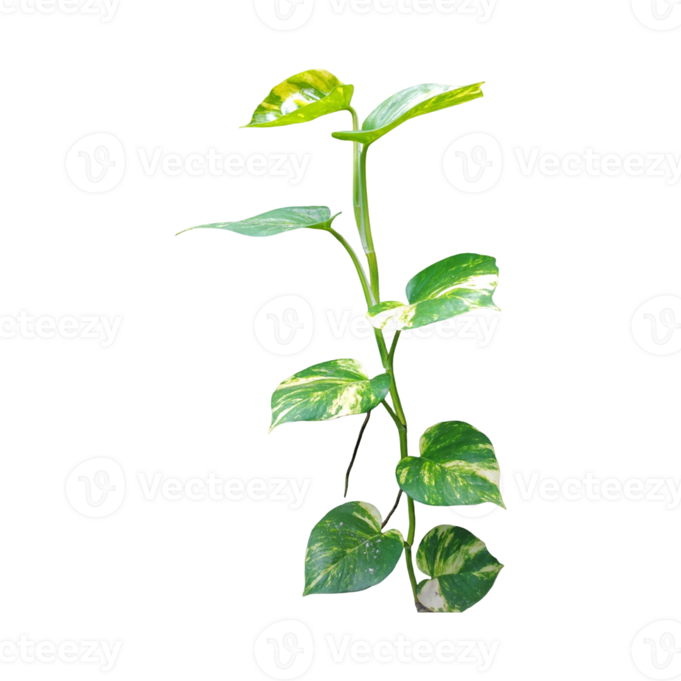 Transparent of golden pothos plant or Epipremnum aureum with vibrant green and yellow variegated leaves. Perfect for design, decoration, or botanical projects png