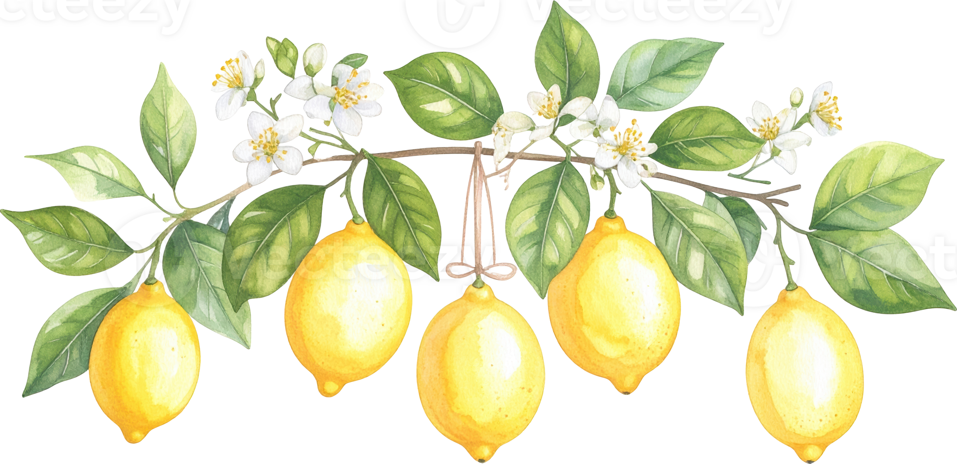 Vibrant watercolor lemon branch with five ripe yellow fruits green leaves white blossoms Decorative png