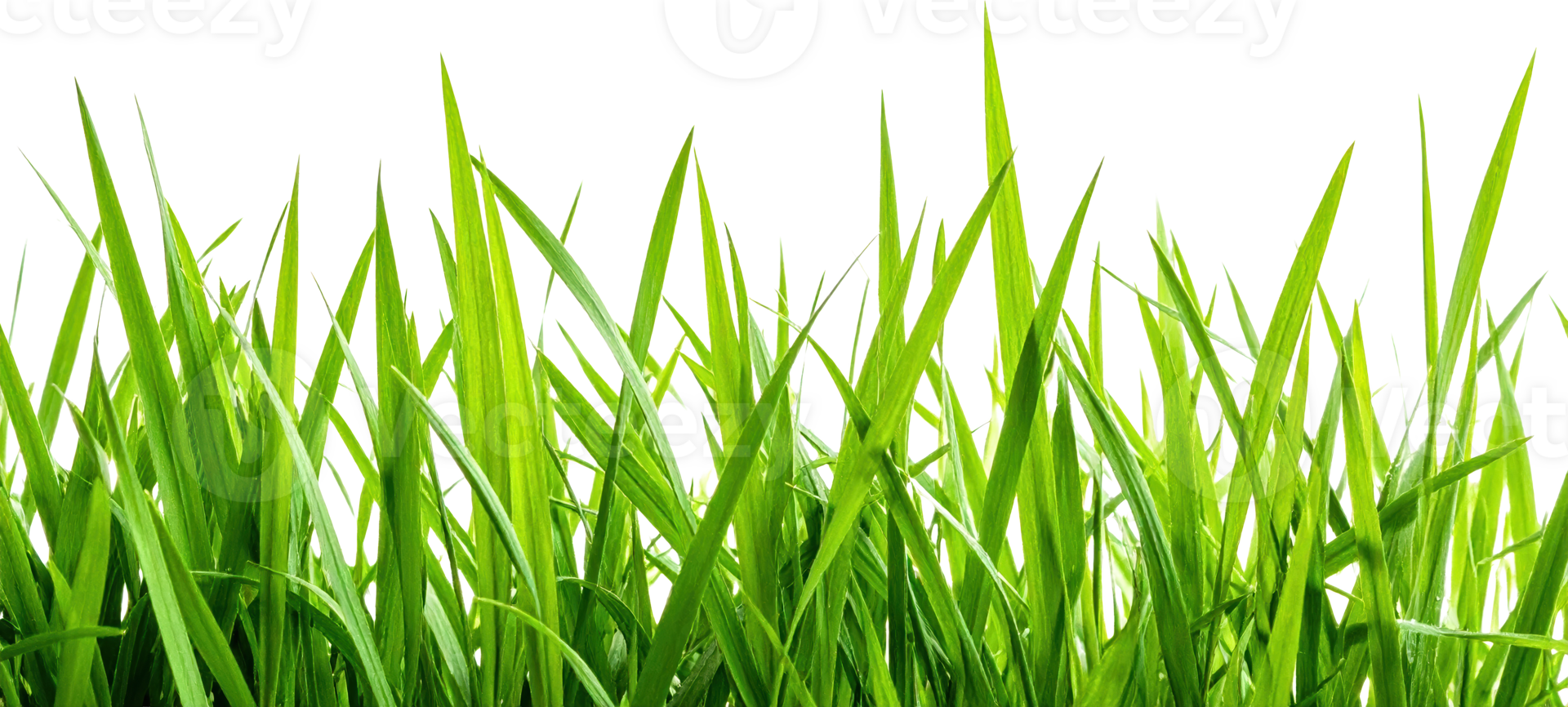 Vibrant Green Blades Of Fresh Grass Isolated On A Transparent Background Close Up Texture png