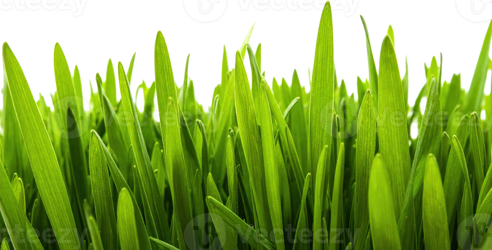 Vibrant Green Blades Of Fresh Grass In A Detailed Close Up Against A Pure Transparent Background png