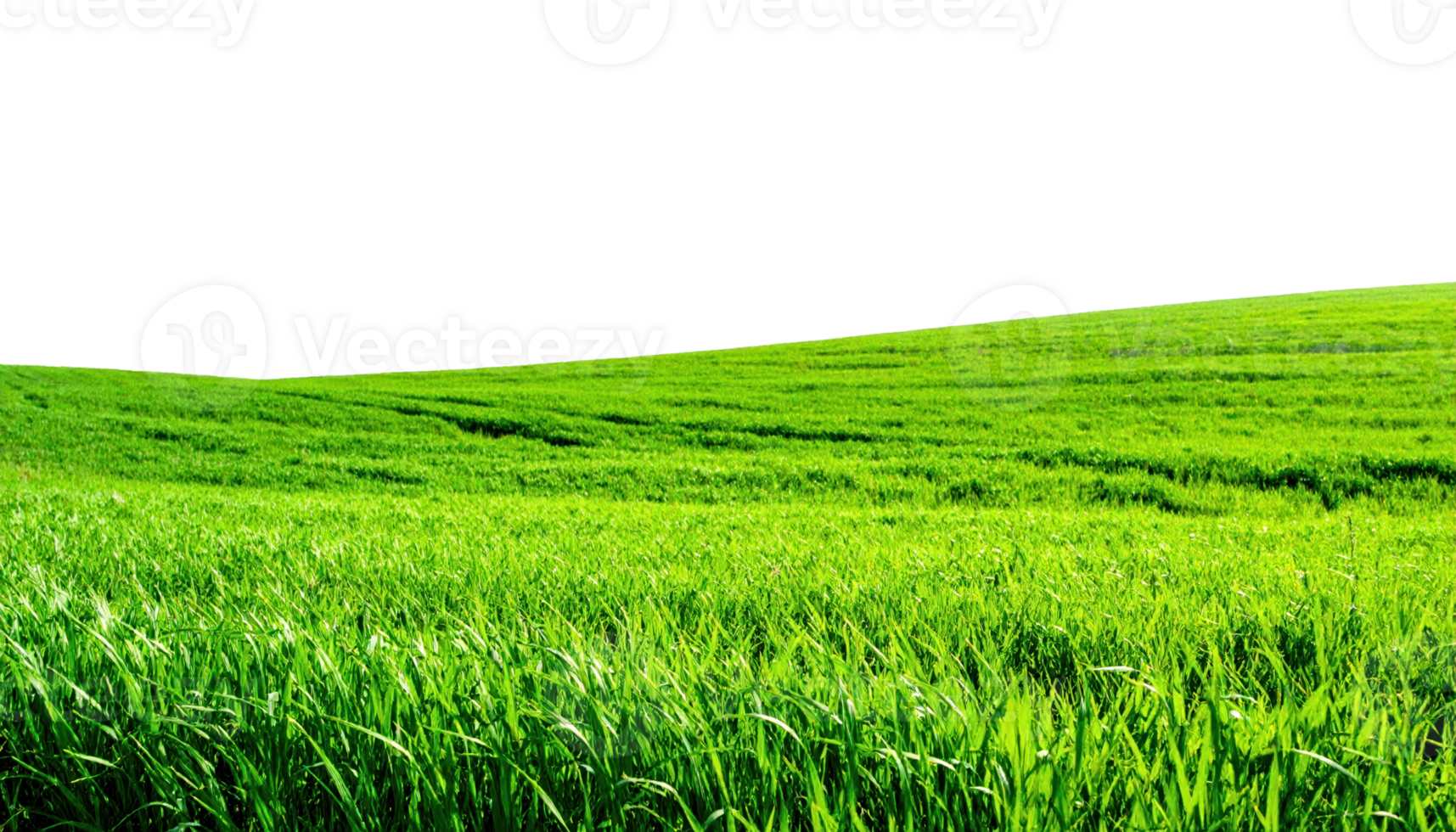 Bright green field with a close up of vibrant grass blades and a soft rolling hillside transparent png