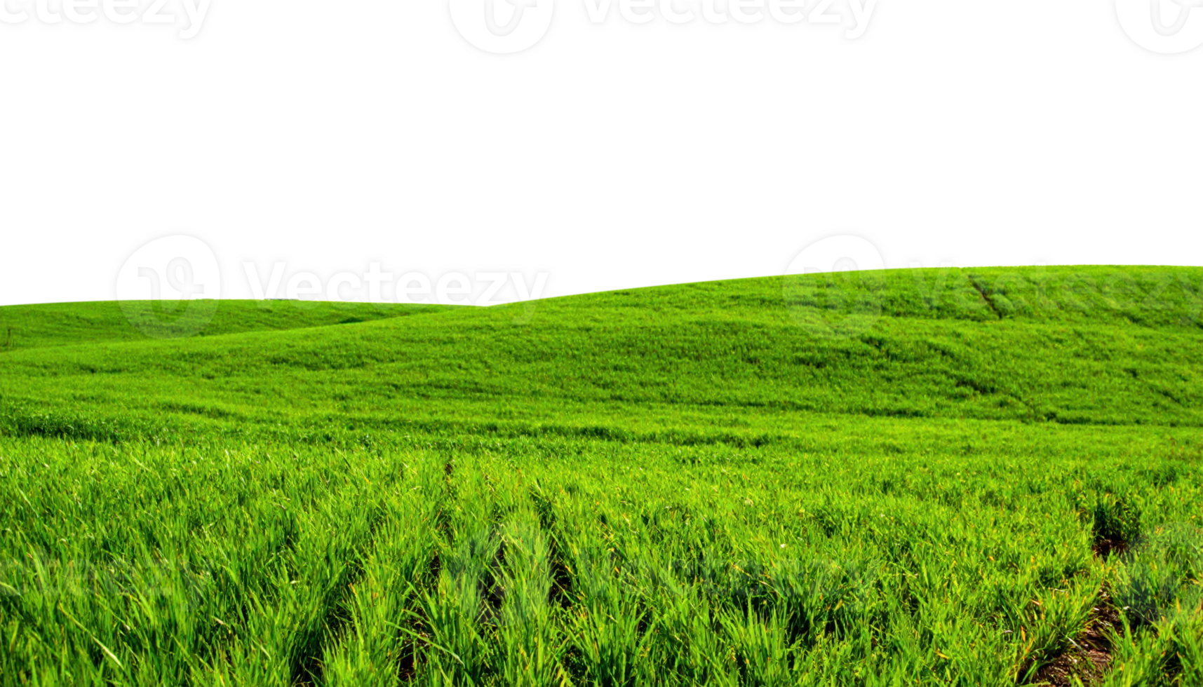 Vibrant green grass completely covers undulating gentle hills showcasing fresh spring growth png