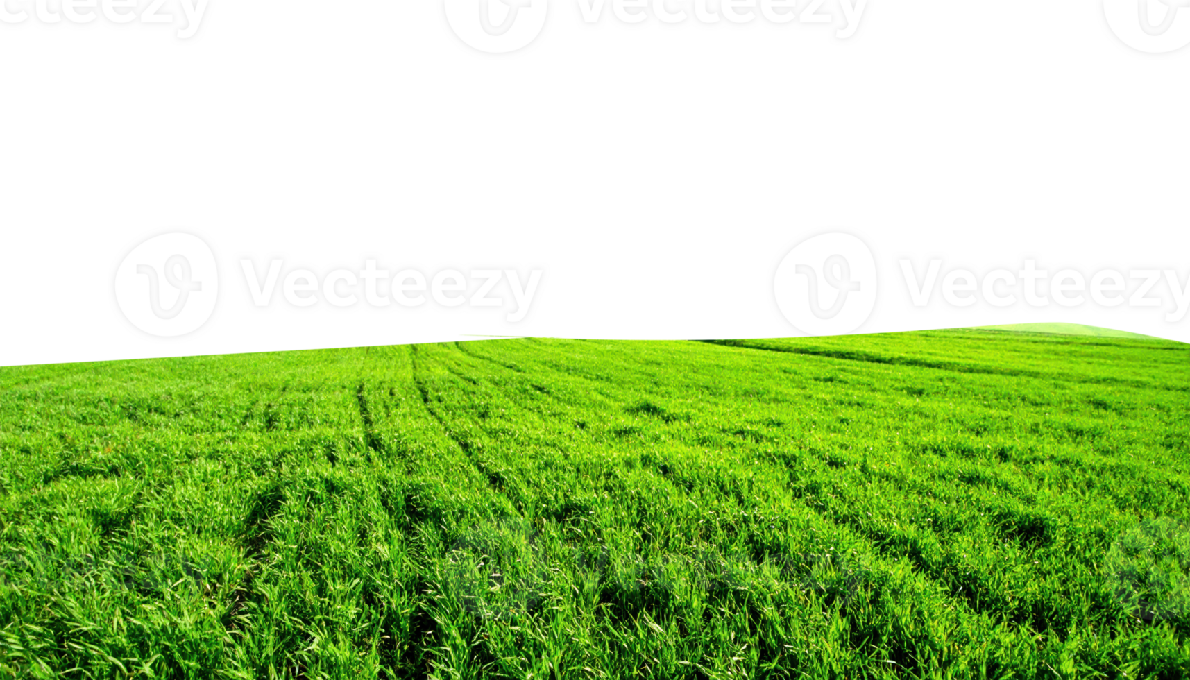 Expansive field of lush green grass and young crops with a contrasting dark background png